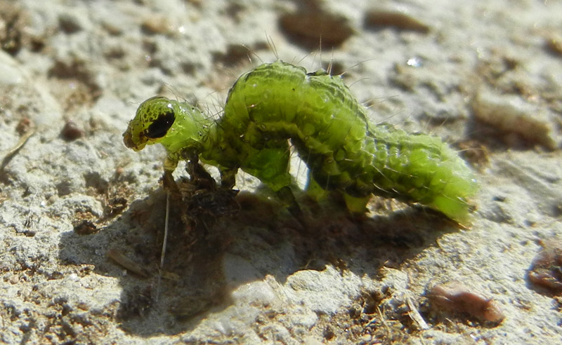 bruco di Noctuidae Plusiinae....dal Trentino